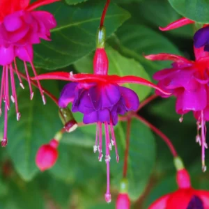 Purple Fuchsia Plant Live - 3 Inch Ornamental Flowering Plant Indoor Outdoor