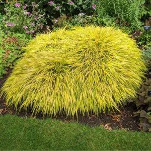 Japanese Forest Grass Plant Live - Gold Ornamental Grass 2.5
