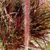 Red Fountain Grass Plant Live Ornamental Grass 4 Inch Pot