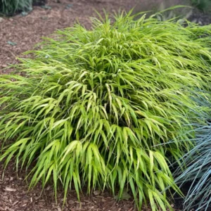 Japanese Forest Grass Plant Live, Green Ornamental Grass in 4