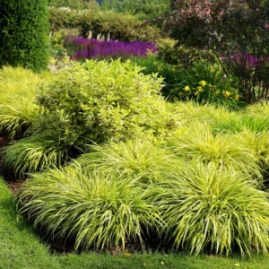 Japanese Forest Grass Plant Live - Golden Ornamental Grass 4