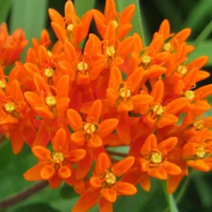 Butterfly Milkweed