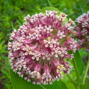 Common Milkweed