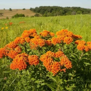 6 Milkweed Plants for Garden - Butterfly Milkweed, Swamp, Common - Live Starter Plants