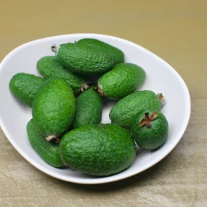 Pineapple Guava Tree Live Plant Tropical Fruit Tree 5-9 Inches