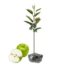 Granny Smith Apple Tree Live Plant - 2 to 3 Feet - Green Apple