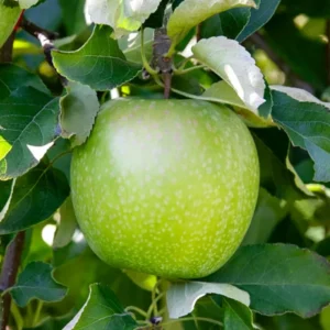 Granny Smith Apple Tree Live Plant - 2 to 3 Feet - Green Apple