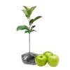 Granny Smith Apple Tree Live Plant - 2 to 3 Feet Tall - Green Apple
