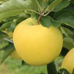 Apple Trees Live Plants - 2 to 3 Feet Tall Indoor Outdoor Garden Yellow Delicious