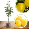 Golden Delicious Apple Tree Live Plant - 3-4 Feet Tall Yellow Apple