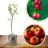 Gala Apple Tree Live Plant - 3 to 4 Feet Tall Red Apple Tree