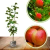 Fuji Apple Tree Live Plant, 3 to 4 Feet Tall, Red Apple Tree Indoor Outdoor