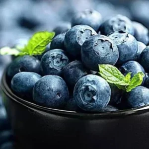 Blueray Blueberry Plants Live - Highbush Blueberry Bushes for Garden