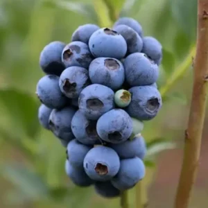 Blueray Blueberry Plants Live - Highbush Blueberry Bushes for Garden