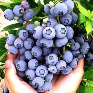 Top Hat Blueberry Plants - Live Shrubs for Indoor and Outdoor Gardens