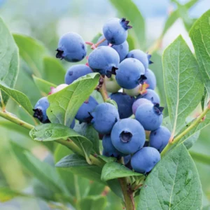 Blueray Blueberry Plants Live - Highbush Blueberry Bushes for Garden