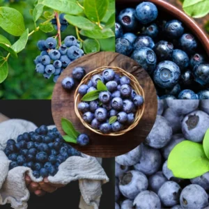 Northblue Blueberry Plants - Live Bushes for Indoor/Outdoor Garden