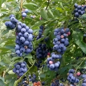 Misty Blueberry Plants Live Plant Set for Indoor Outdoor Gardens