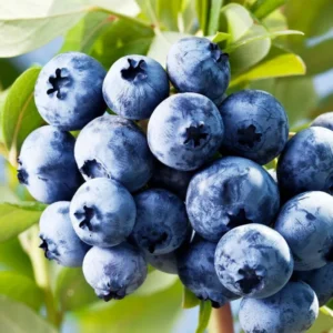 Sunshine Blueberry Plants Live - Southern Highbush Blueberries - 2 Pack