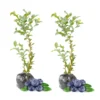 Elliott Blueberry Plants Live - Northern Highbush Blueberry Bushes - 2 Pack