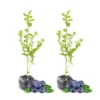 2 Northern Highbush Blueberry Plants Live Shrubs for Garden Indoor Outdoor