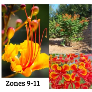 Mexican Bird of Paradise Plant Live - Peacock Shrub - 6 Inch Pot - Red Orange Flowers