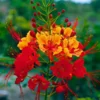Mexican Bird of Paradise Plant Live - Peacock Shrub - 6 Inch Pot - Red Orange Flowers
