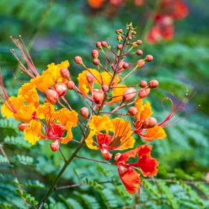 Mexican Bird of Paradise Plant Live - Peacock Shrub - 6 Inch Pot - Red Orange Flowers