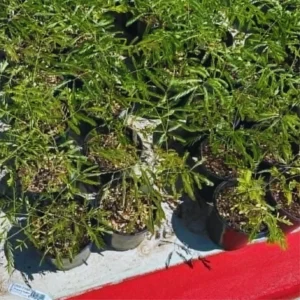 Mexican Bird of Paradise Plant Live - Peacock Shrub - 6 Inch Pot - Red Orange Flowers