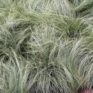 Grasses Live Plants - 4 Pack - Green Ornamental Grass in 4 Inch Pots