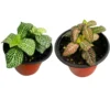 Mixed Fittonia Nerve Plants - Set of 4 Potted Pink & White Indoor Houseplants