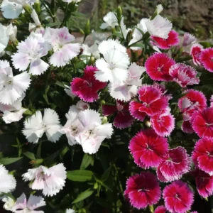 Dianthus Plants Set - Live Fragrant Groundcover - Multi-Color Blooms