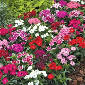 Dianthus Plants Set, Live Fragrant Groundcover, Multi-Color, 2 Plants per Pot
