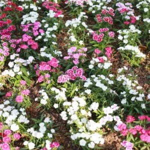 Dianthus Plants Set, Live Fragrant Groundcover, Multi-Color, 2 Plants per Pot