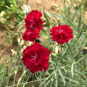 Dianthus Plants Multi Colors Set - Live Fragrant Groundcover - 2 Plants per Pot