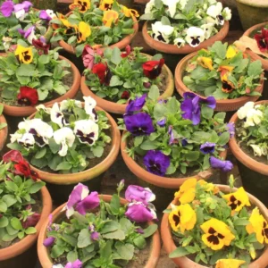 Assorted Pansy Plants - 4 Inch Pot - Viola Live Plants - White, Yellow, Purple