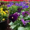 Assorted Pansy Plants Live - 6 Pack Perennial Flowering Viola - White, Yellow, Purple Blooms
