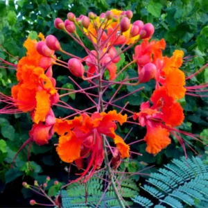 Barbados Pride Plant Tropical Shrub 5-8 Inch Starter Peacock Plant Red Orange Yellow Flowers