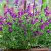 Perennial Salvia Plants - Live Sage in 4 Inch Pot - Violet Purple Blue Flowers