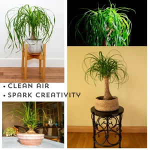Ponytail Palm Tree Indoor Plant 12-16 inch Live Plant in 4 inch Pot