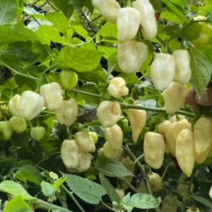 White Habanero Pepper Plants - Hot Chili Seedlings 4-Pack, Live Plants