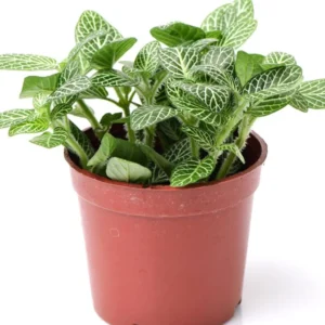 Fittonia Albivenis Nerve Plant - 2 Potted Plants - White & Pink Terrarium