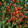 Red Bhut Jolokia Ghost Hot Pepper Plants - 4 Inch Potted Chili Plants