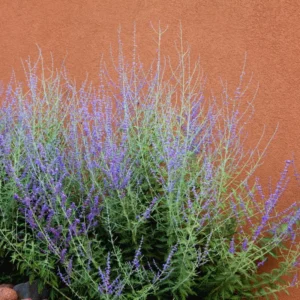 Russian Sage Plants - 4 Live Perovskia Sage Plants - 4 Inch Pots - Perennial