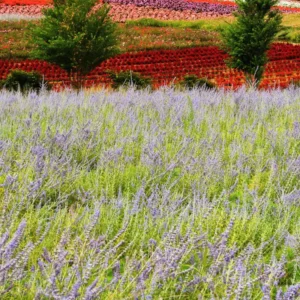 Russian Sage Plants - 4 Live Perovskia Sage Plants - 4 Inch Pots - Perennial