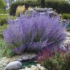 Russian Sage Plants - 3 Pots with 6 Blue Perovskia Sage - 4 Inch Pot - Hardy Perennial