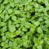 Catnip Plants - 2 Live Plants for Planting - Indoor/Outdoor - Perennial Herb