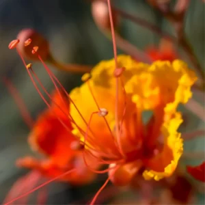 Red Bird of Paradise Trees - Set of 2 Live Peacock Plants - 6 Inch Potted Tropical Exotic Starters