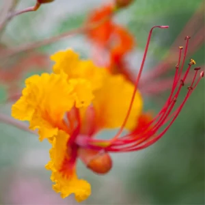 Red Bird of Paradise Trees - Set of 2 Live Peacock Plants - 6 Inch Potted Tropical Exotic Starters