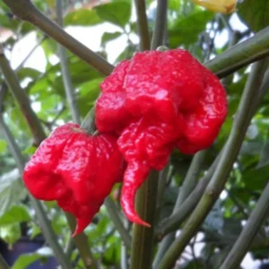 Rare Hot Peppers Plants - 80 Days Old Chili Seedlings - Set of 2